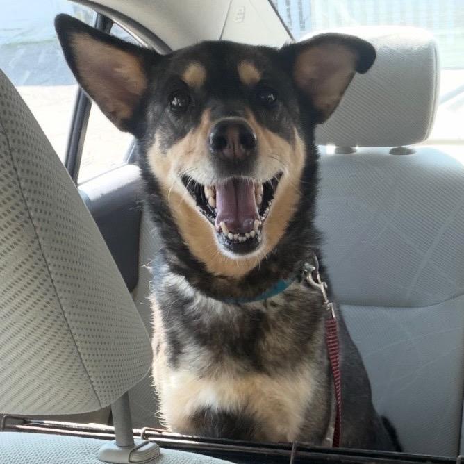 Sable, Adoptable, Adult Female Cattle Dog & Shepherd.
