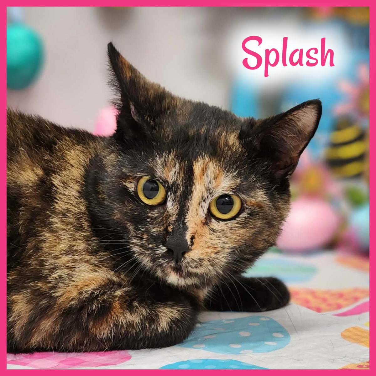 Enlarge Splash , a ADOPTABLE mixed breed in Wedowee, AL image 1/5