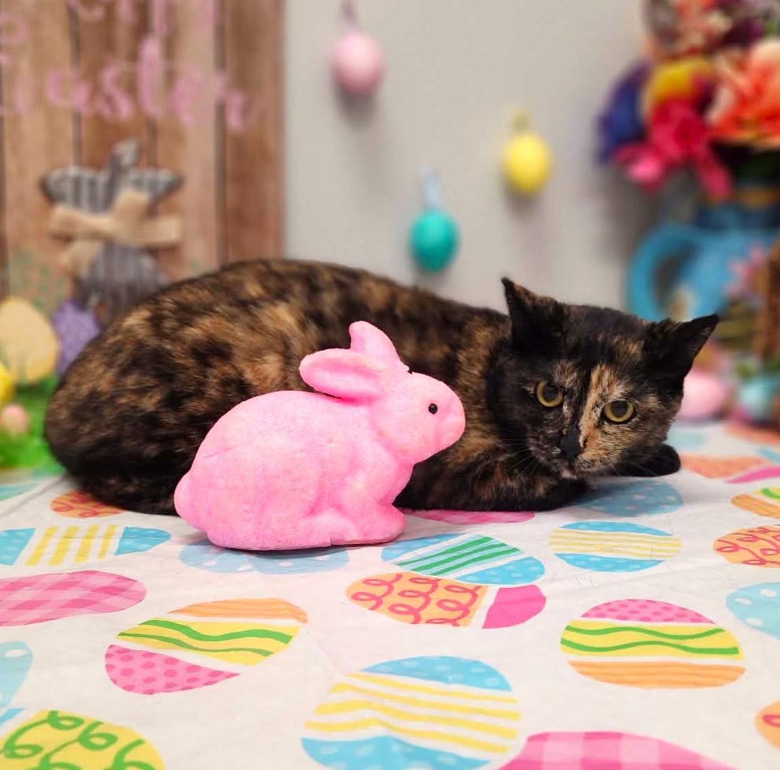 Enlarge Splash , a ADOPTABLE mixed breed in Wedowee, AL image 4/5