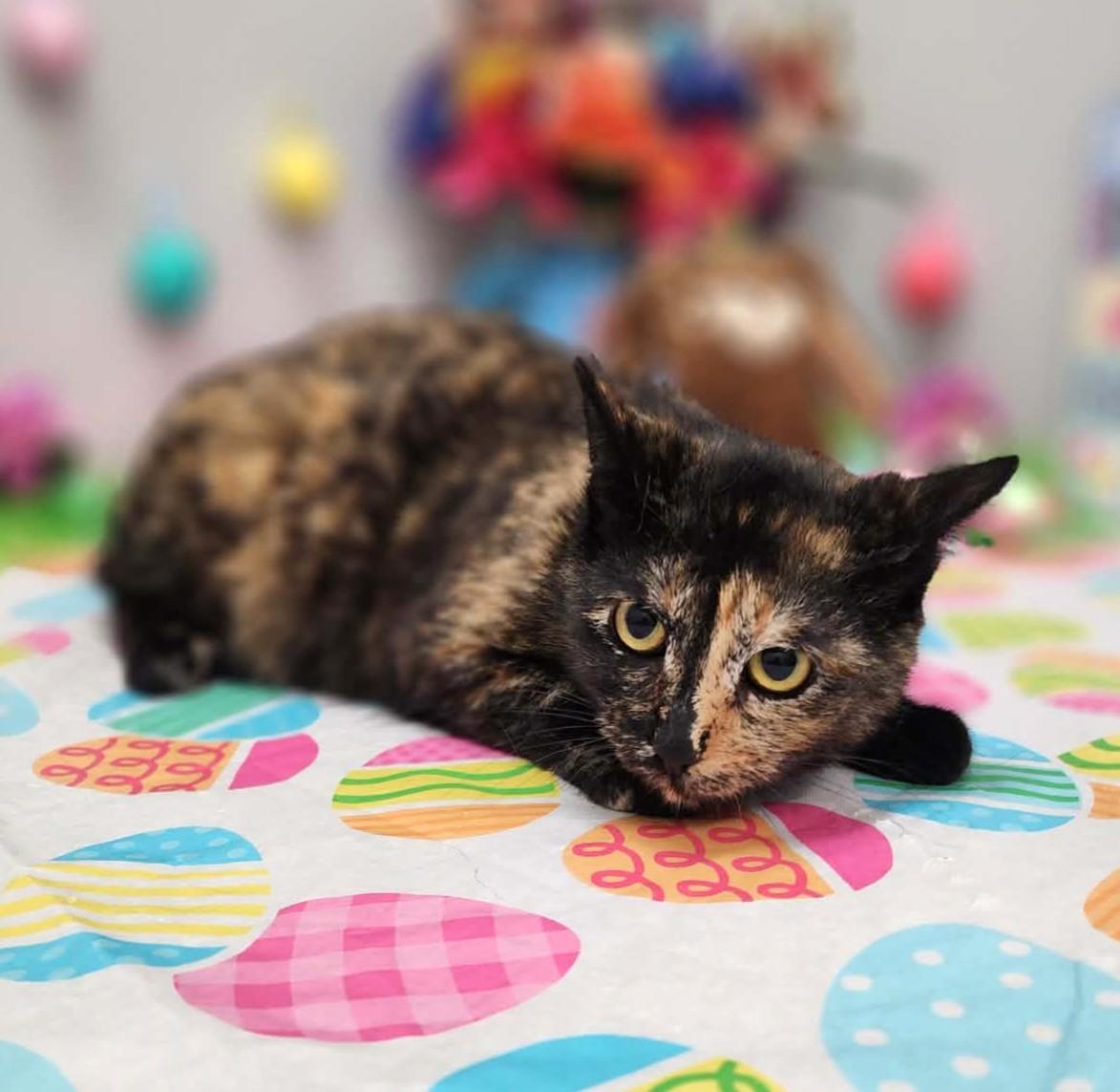 Enlarge Splash , a ADOPTABLE mixed breed in Wedowee, AL image 3/5