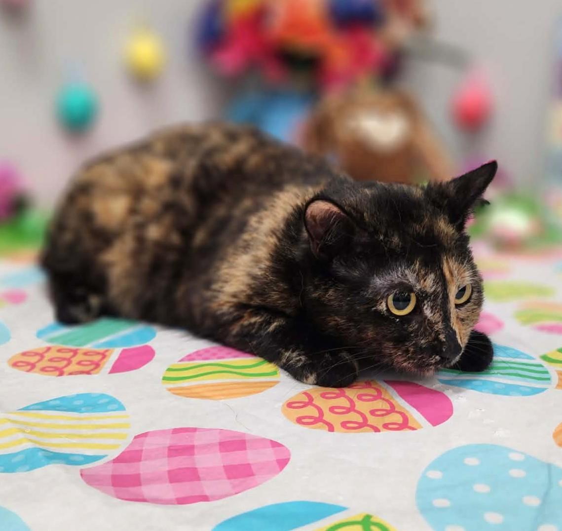 Enlarge Splash , a ADOPTABLE mixed breed in Wedowee, AL image 2/5