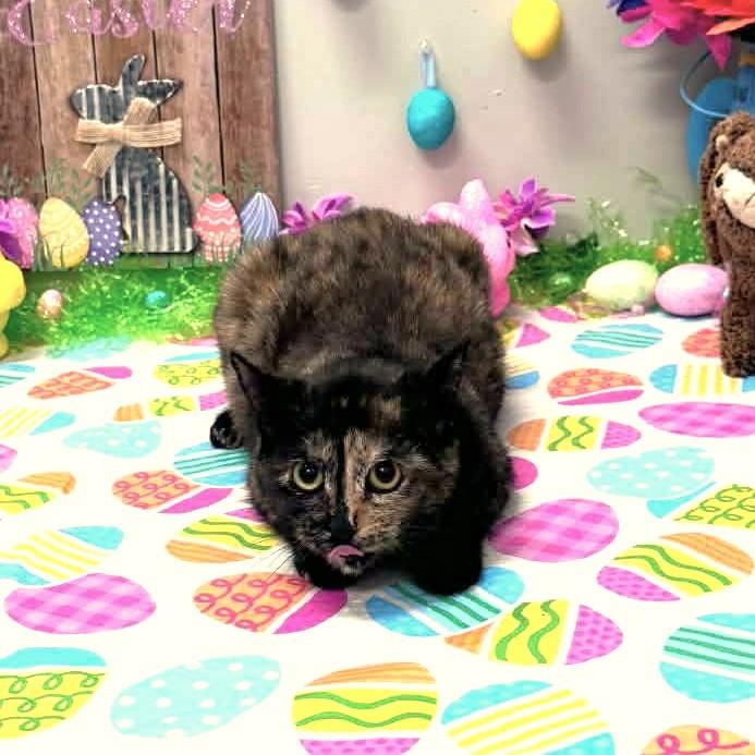 Enlarge Splash , a ADOPTABLE mixed breed in Wedowee, AL image 5/5