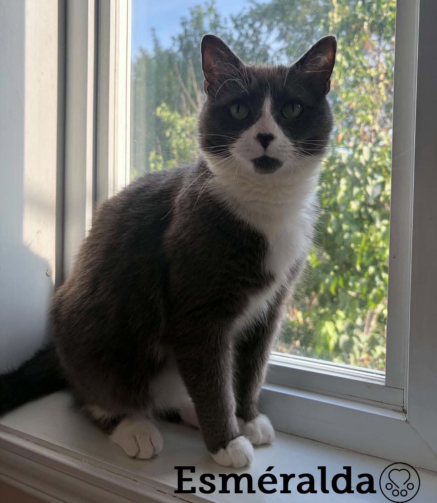 Esméralda, ADOPTABLE, Adult Female Domestic Short Hair.