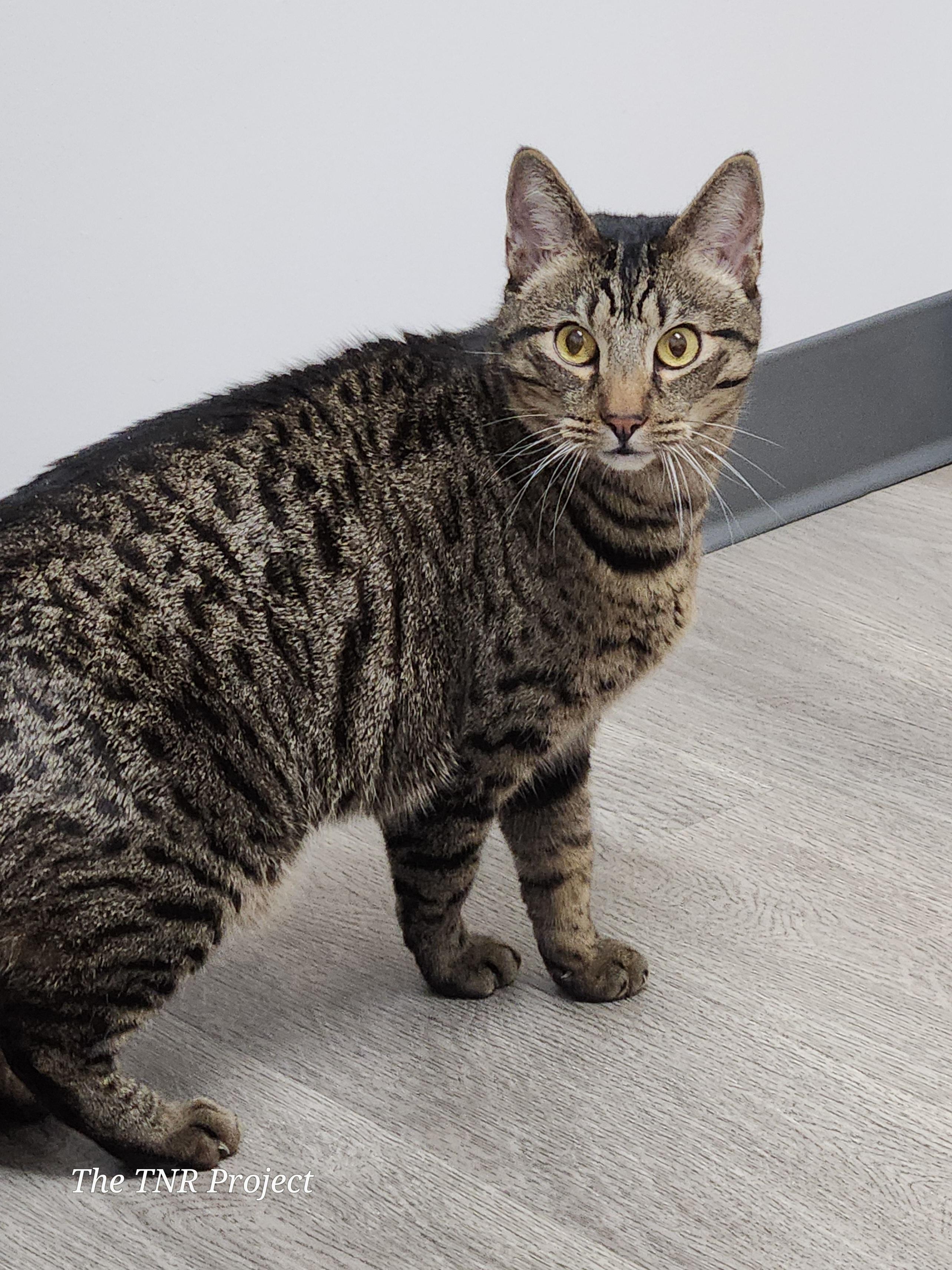 Enlarge Brody, a Adoptable Domestic Short Hair in Monrovia, CA image 4/5