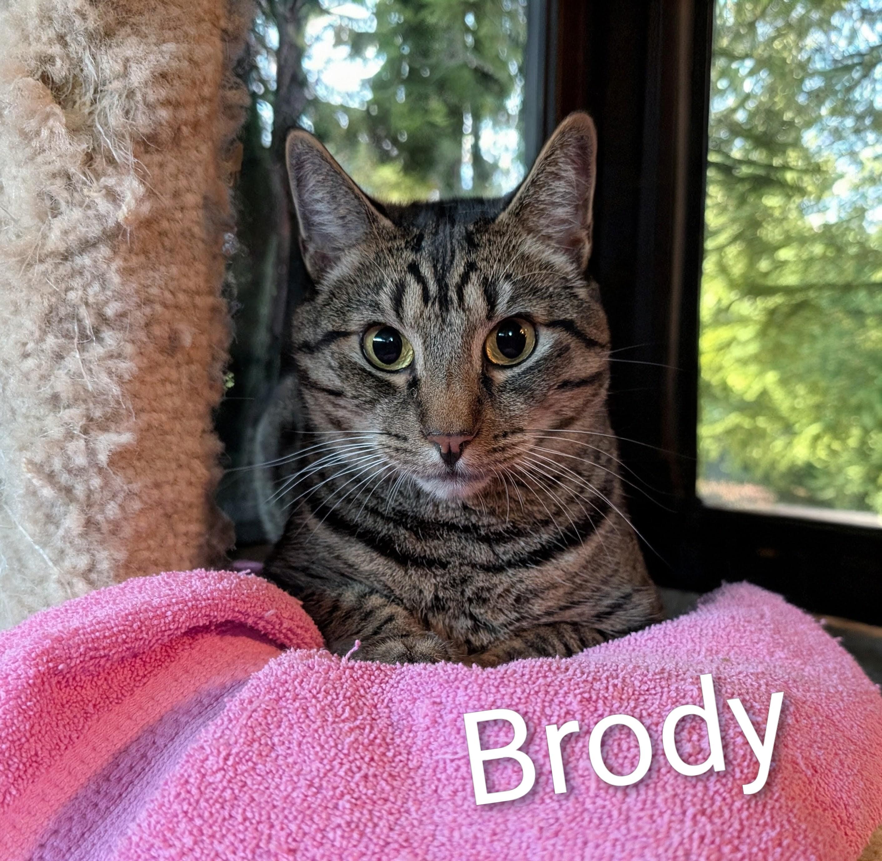 Enlarge Brody, a Adoptable Domestic Short Hair in Monrovia, CA image 2/5