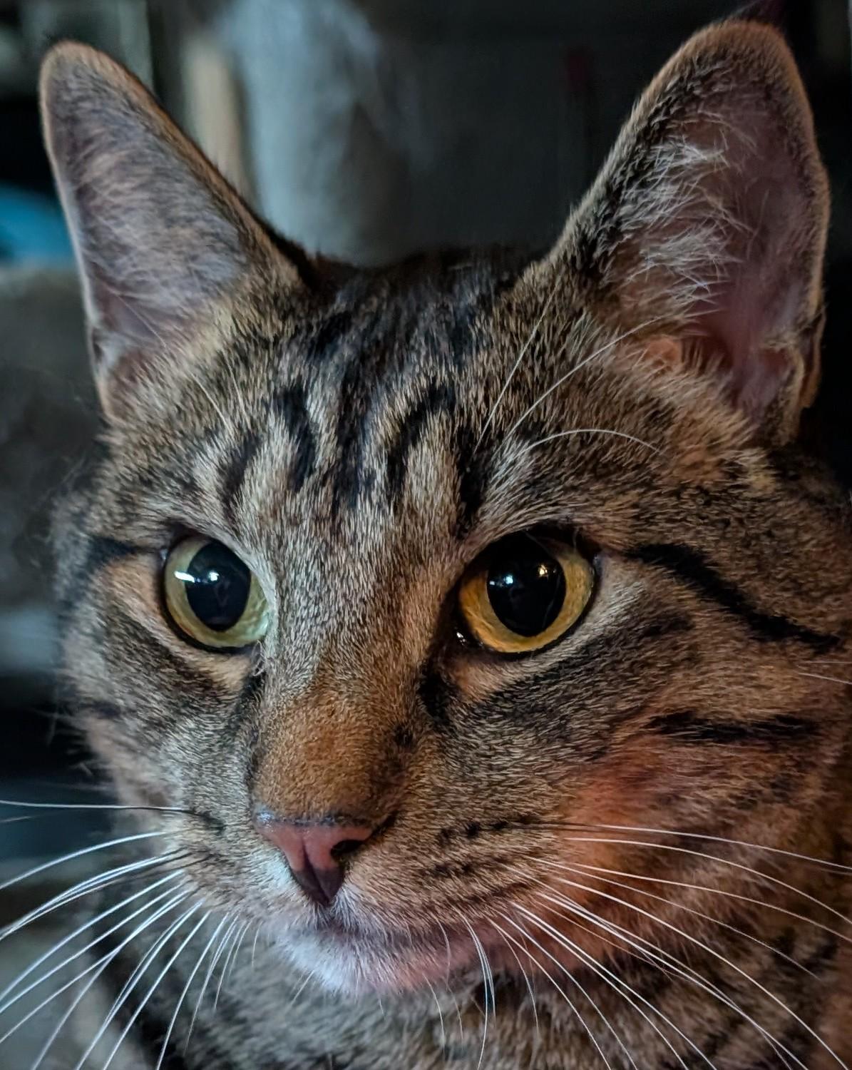 Enlarge Brody, a Adoptable Domestic Short Hair in Monrovia, CA image 3/5