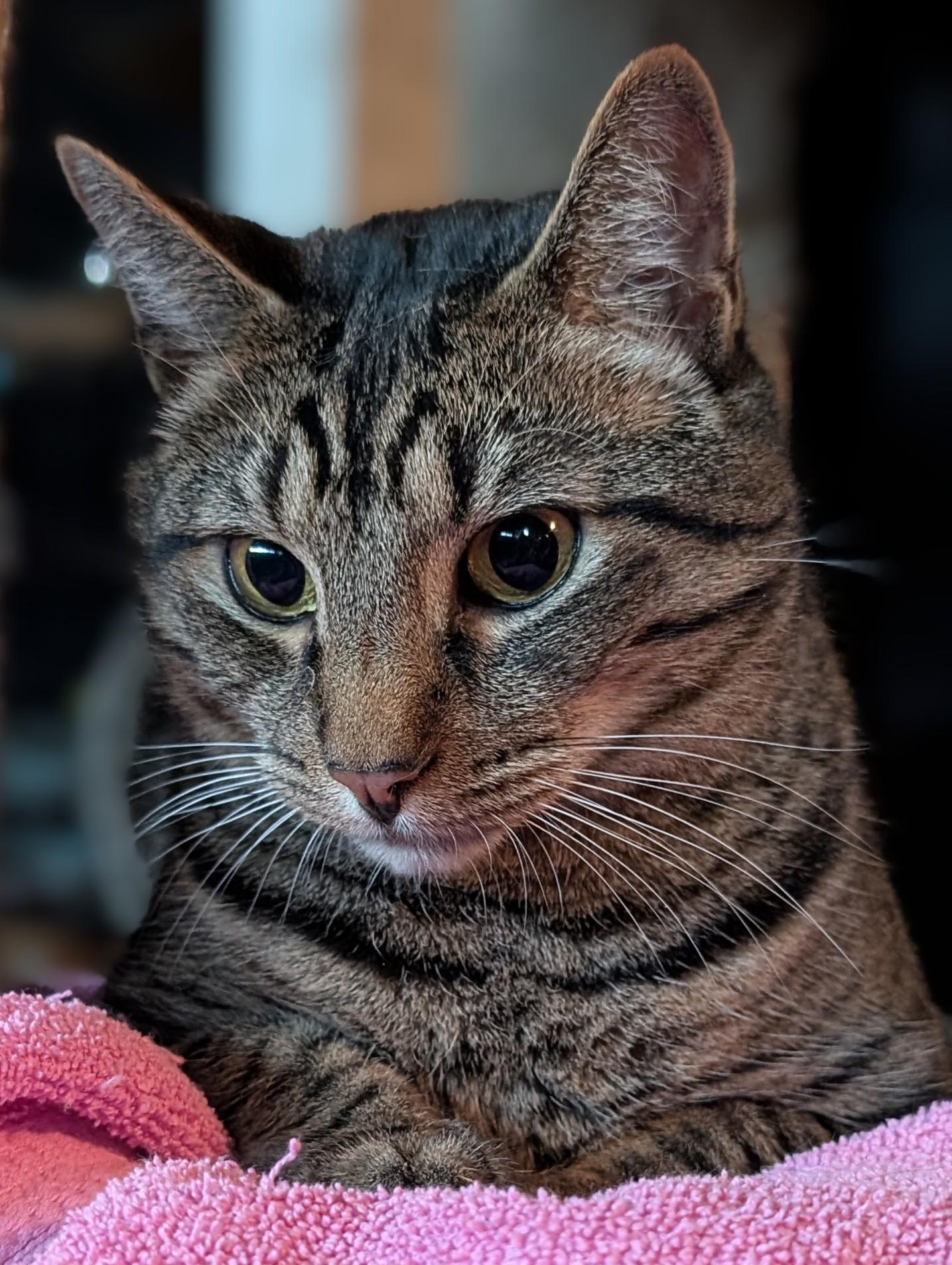 Enlarge Brody, a Adoptable Domestic Short Hair in Monrovia, CA image 5/5