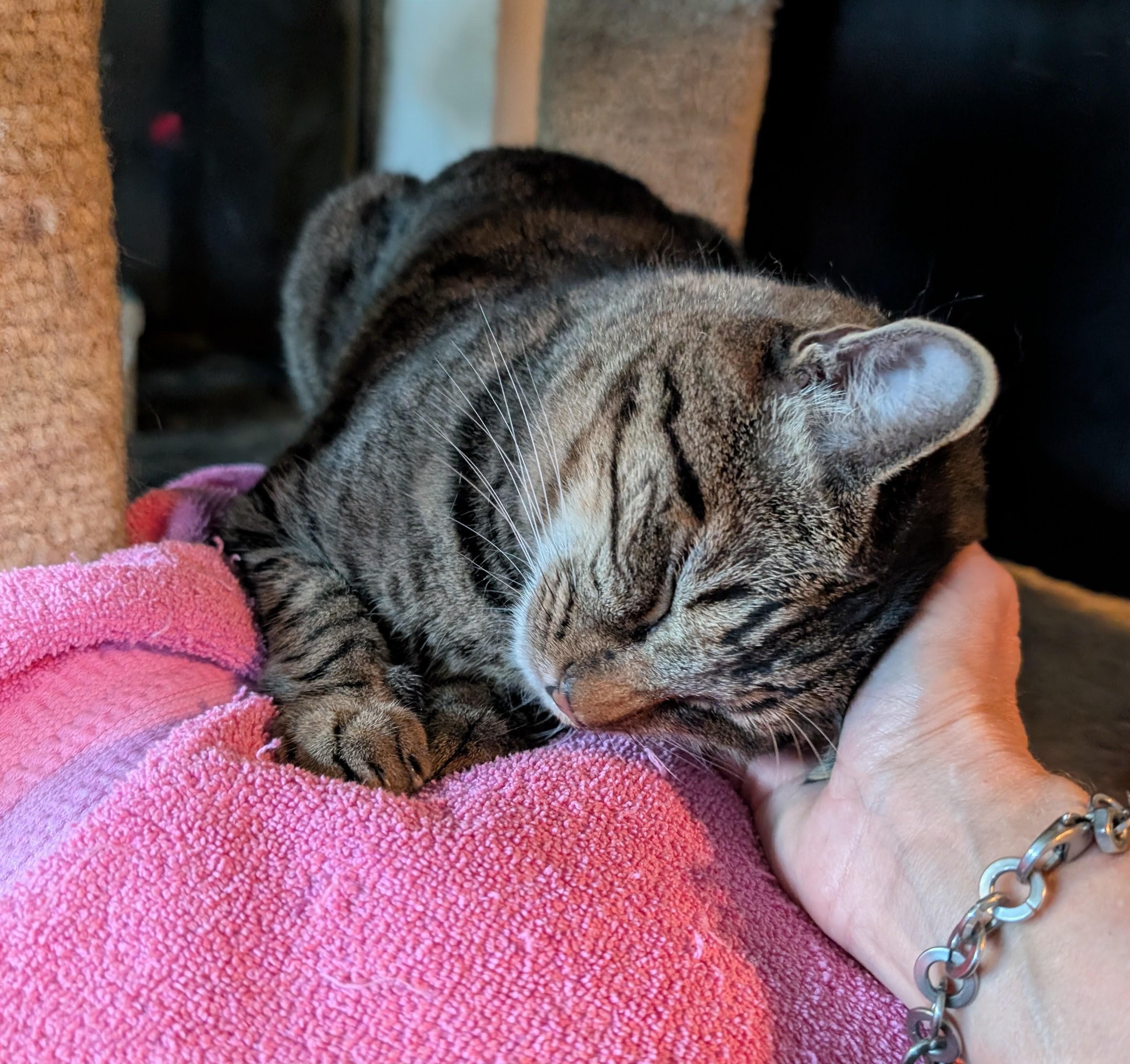 Brody, Adoptable, Adult Male Domestic Short Hair.