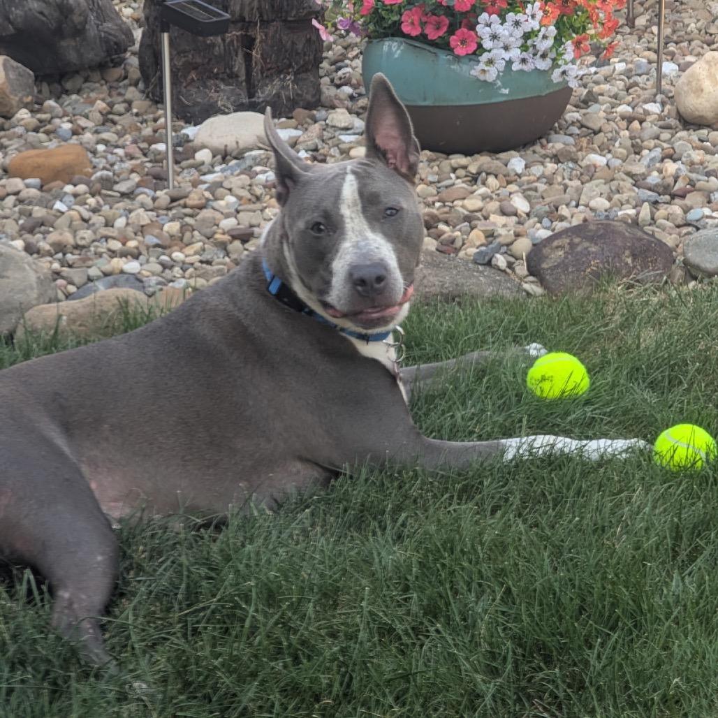 Moana, Adoptable, Adult Female Bull Terrier & Mixed Breed.
