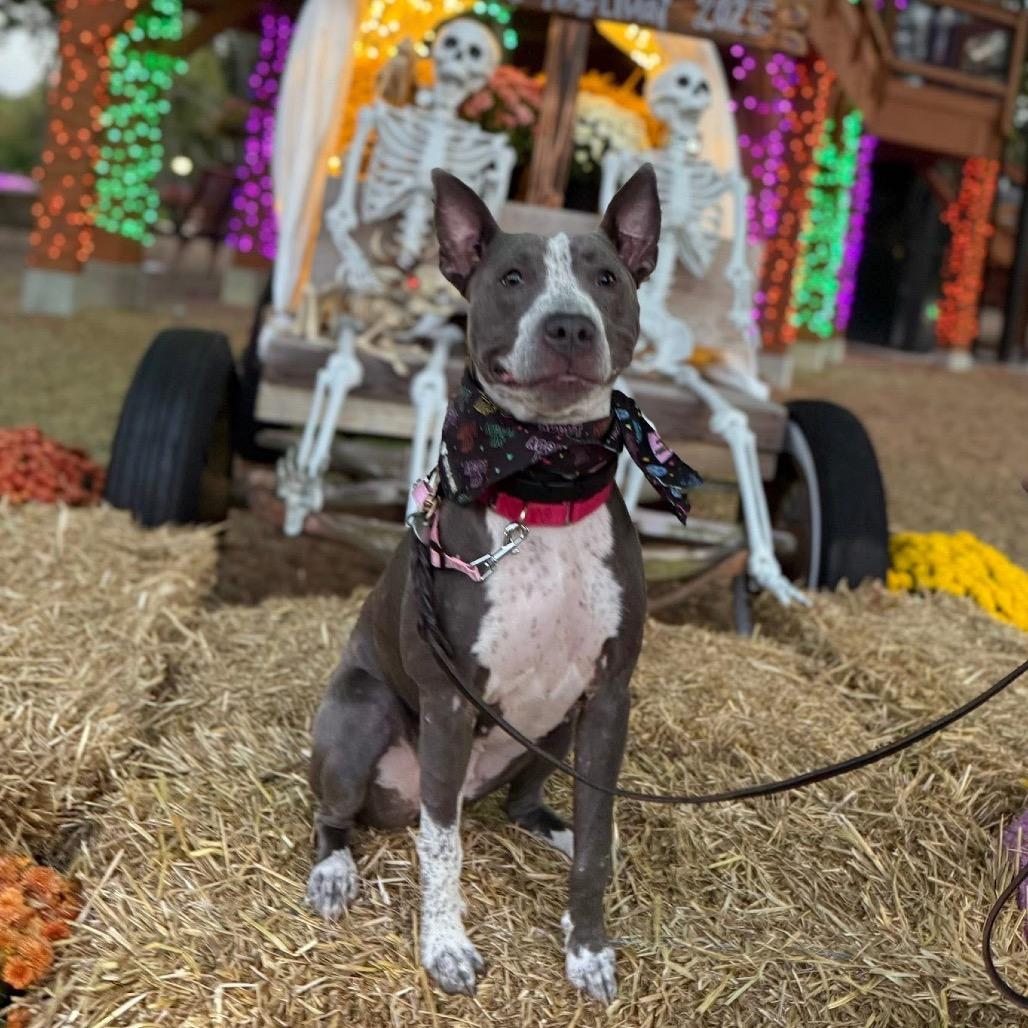 Enlarge Moana, a Adoptable mixed breed in Avon, OH image 3/6