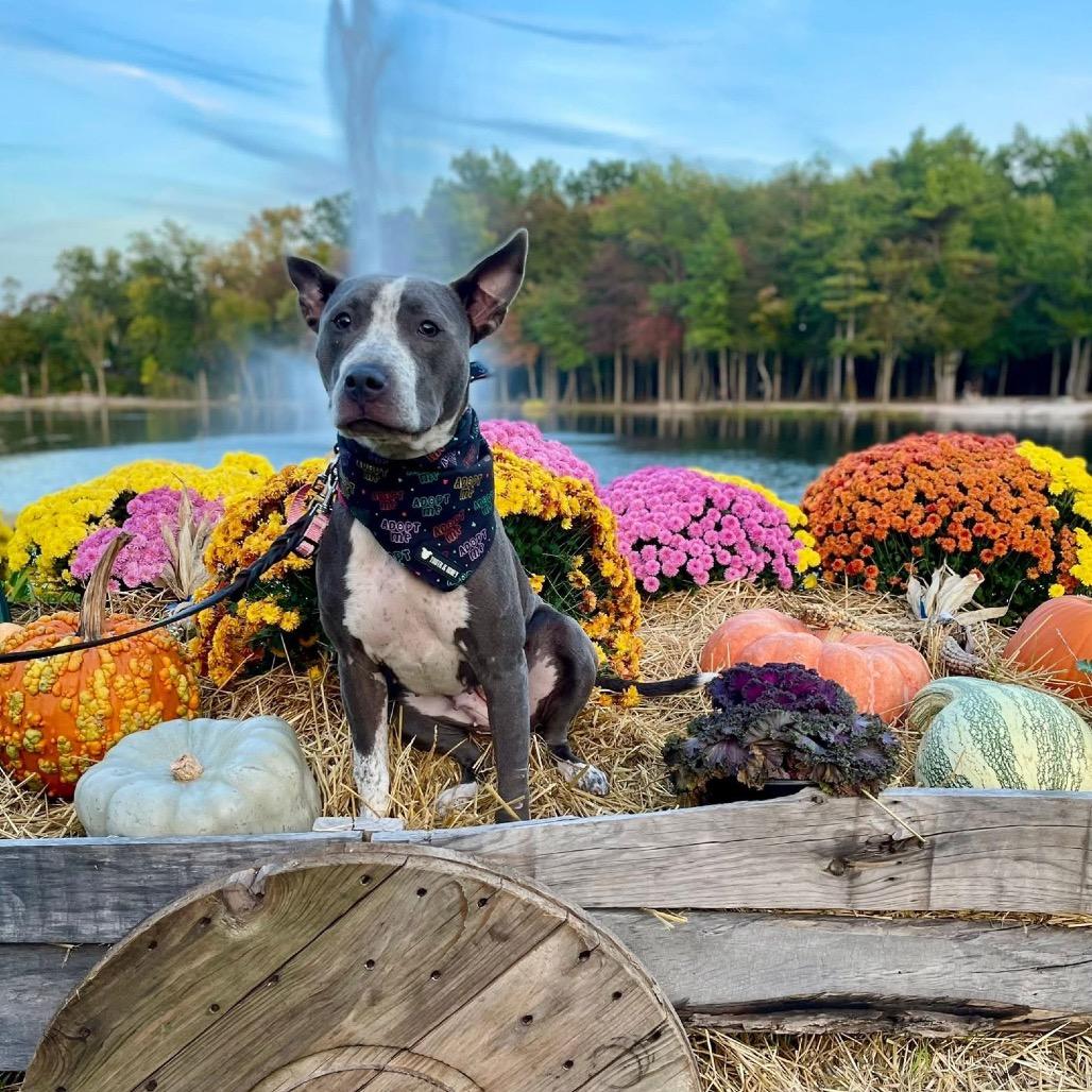 Enlarge Moana, a Adoptable mixed breed in Avon, OH image 4/6