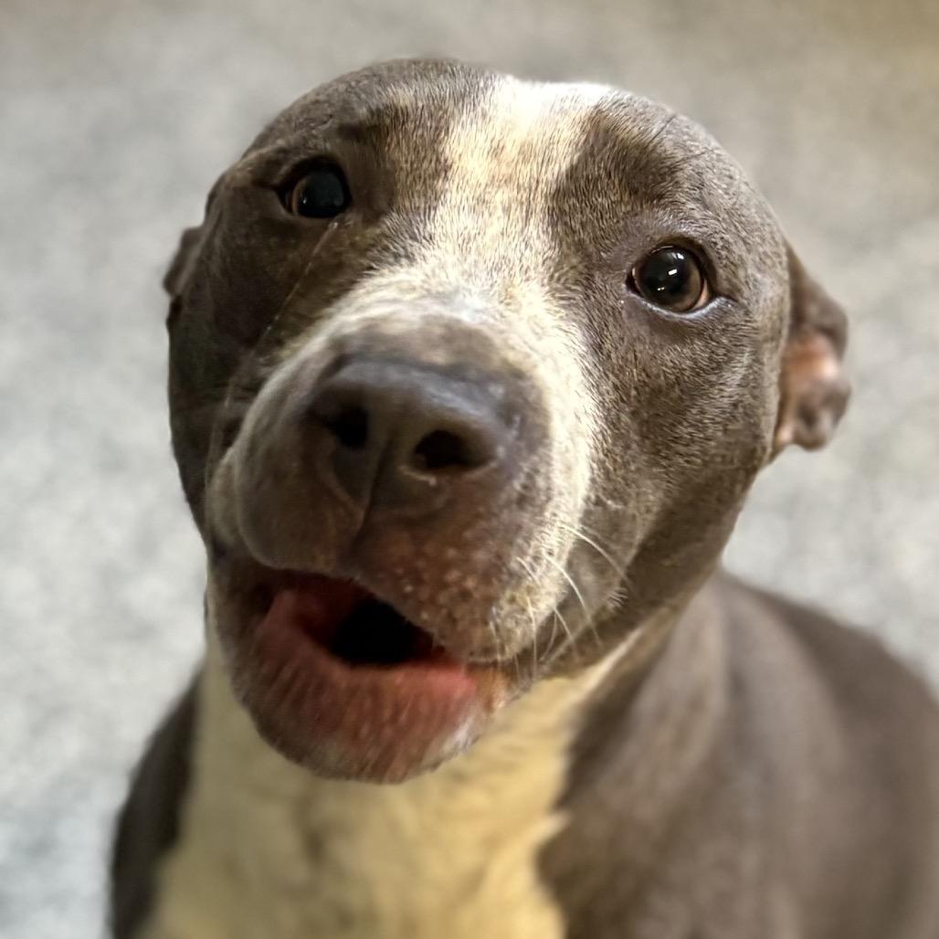 Enlarge Moana, a Adoptable mixed breed in Avon, OH image 5/6