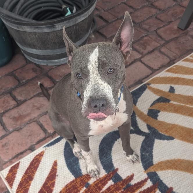 Enlarge Moana, a Adoptable mixed breed in Avon, OH image 6/6