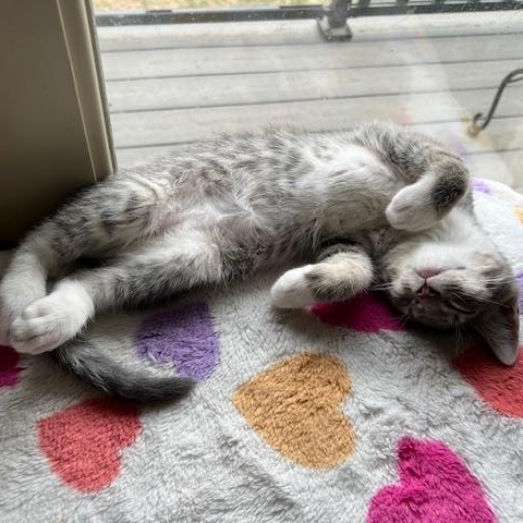 Gus, a Adopted Domestic Short Hair in Ferndale, WA image 4/6