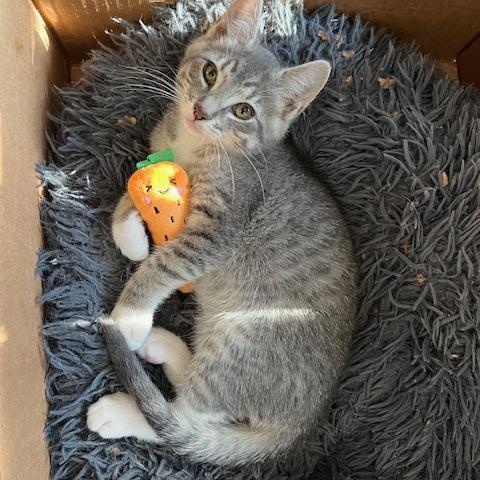 Gus, a Adopted Domestic Short Hair in Ferndale, WA image 2/6