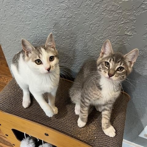 Gus, a Adopted Domestic Short Hair in Ferndale, WA image 6/6