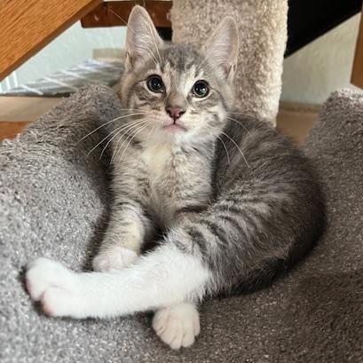 Gus, Adopted, Young Male Domestic Short Hair.