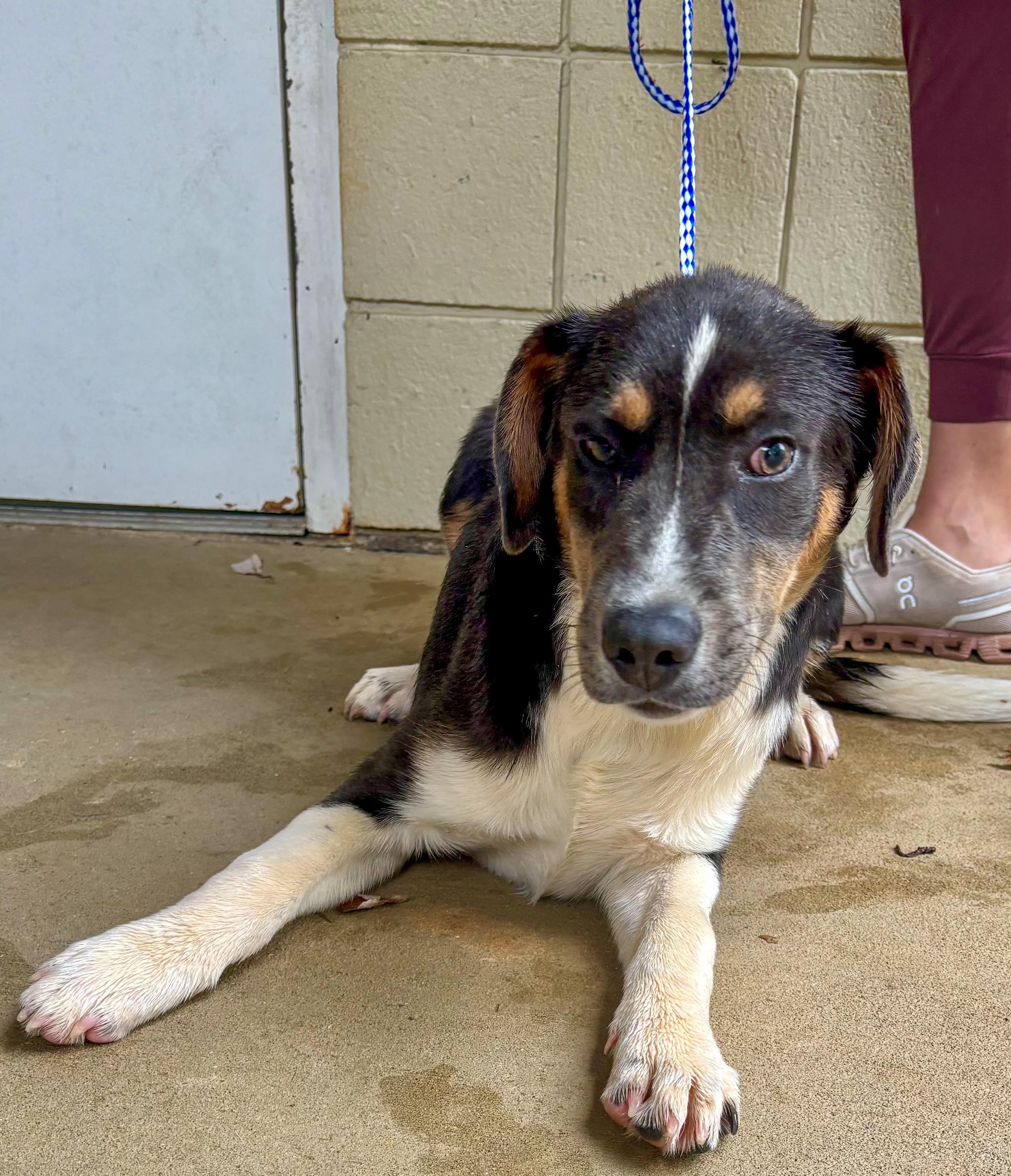 Enlarge Crow, a Adopted mixed breed in Wilkesboro, NC image 2/2