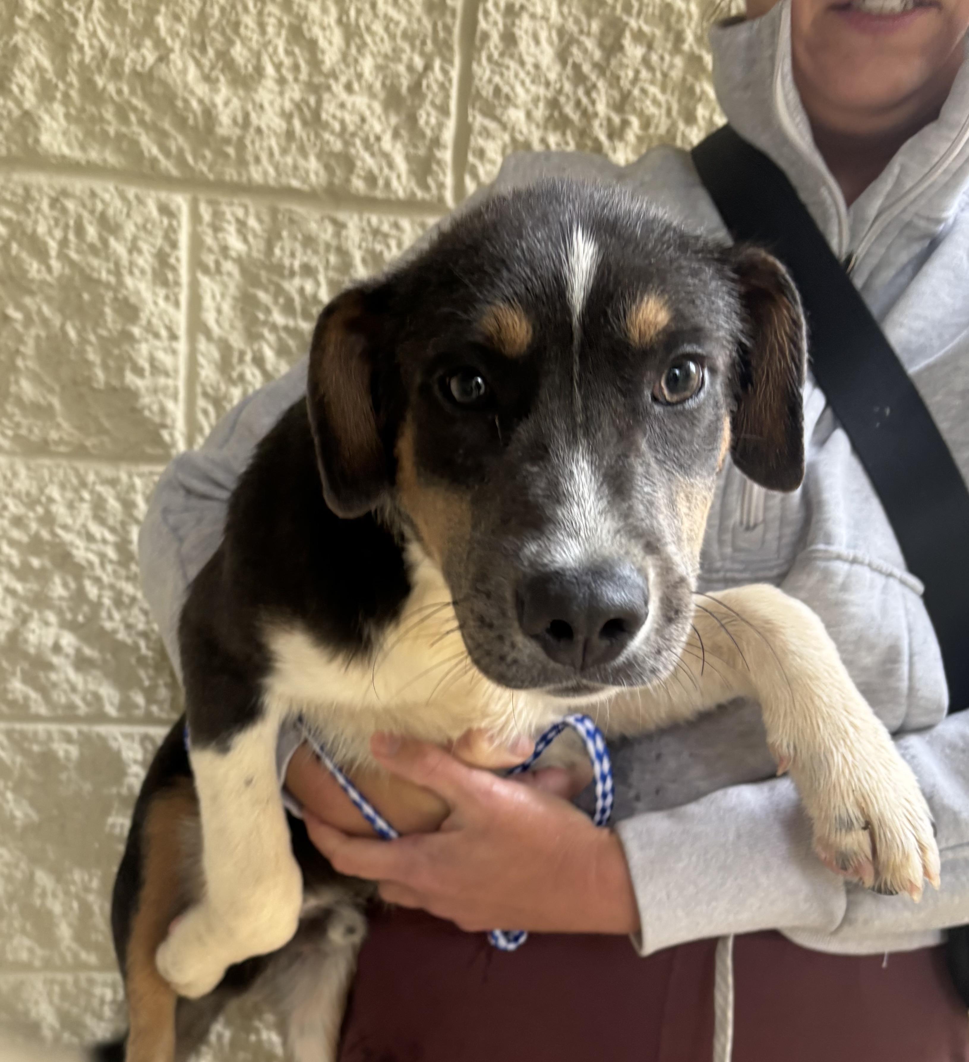 Crow, Adopted, Young Male Bearded Collie & Beagle.