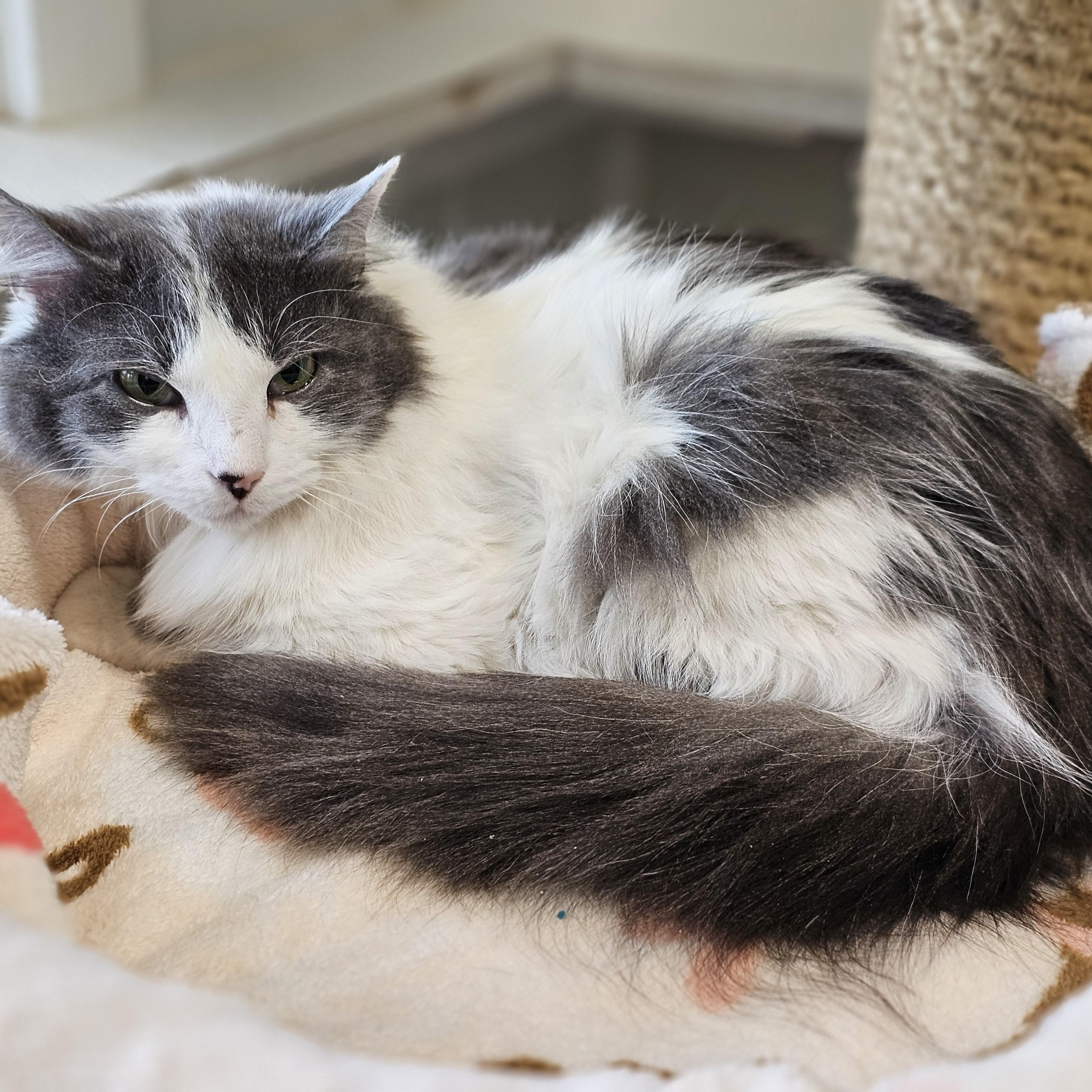 Enlarge Mercedes (bonded w Dobby), a Adoptable Domestic Long Hair in Waynesville, NC image 2/5