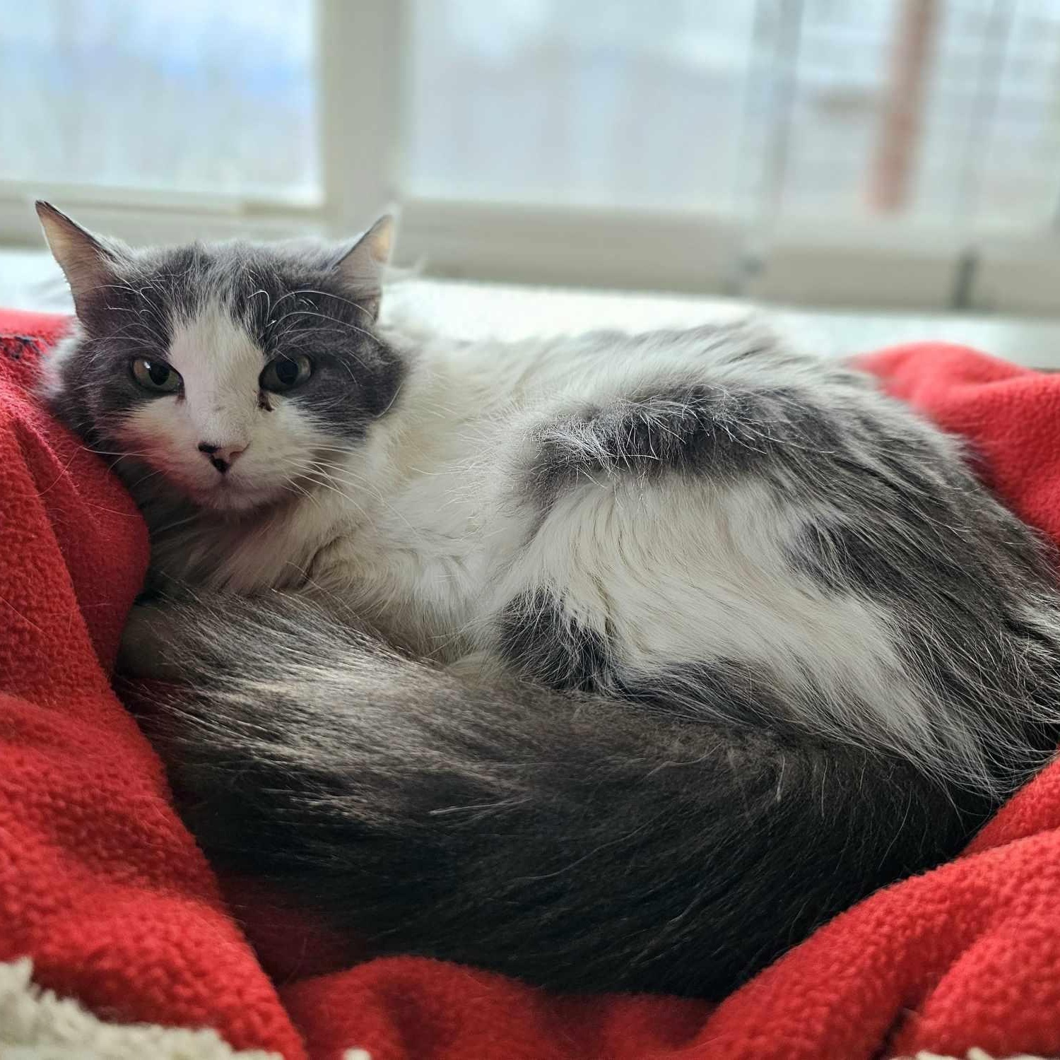 Enlarge Mercedes (bonded w Dobby), a Adoptable Domestic Long Hair in Waynesville, NC image 4/5