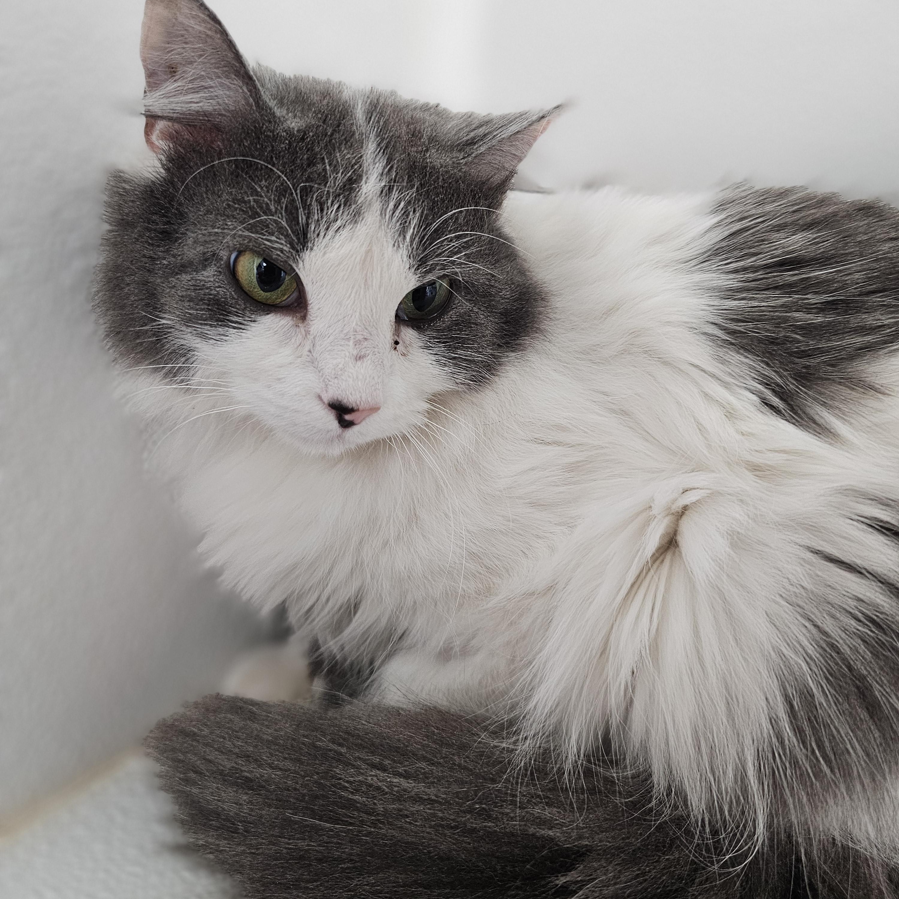 Enlarge Mercedes (bonded w Dobby), a Adoptable Domestic Long Hair in Waynesville, NC image 3/5