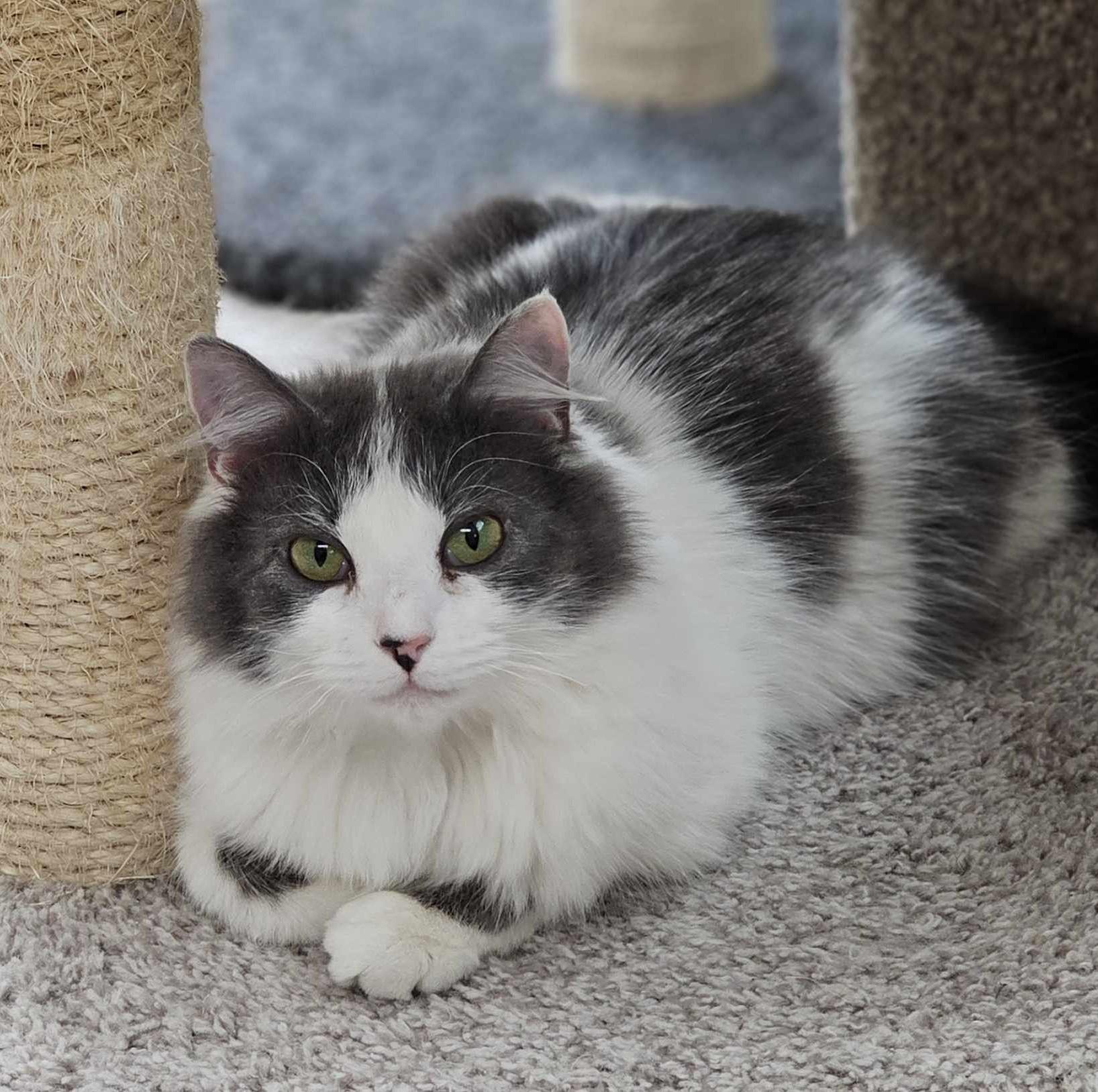 Enlarge Mercedes (bonded w Dobby), a Adoptable Domestic Long Hair in Waynesville, NC image 1/5