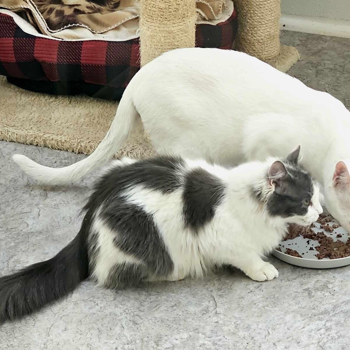 Enlarge Mercedes (bonded w Dobby), a Adoptable Domestic Long Hair in Waynesville, NC image 5/5