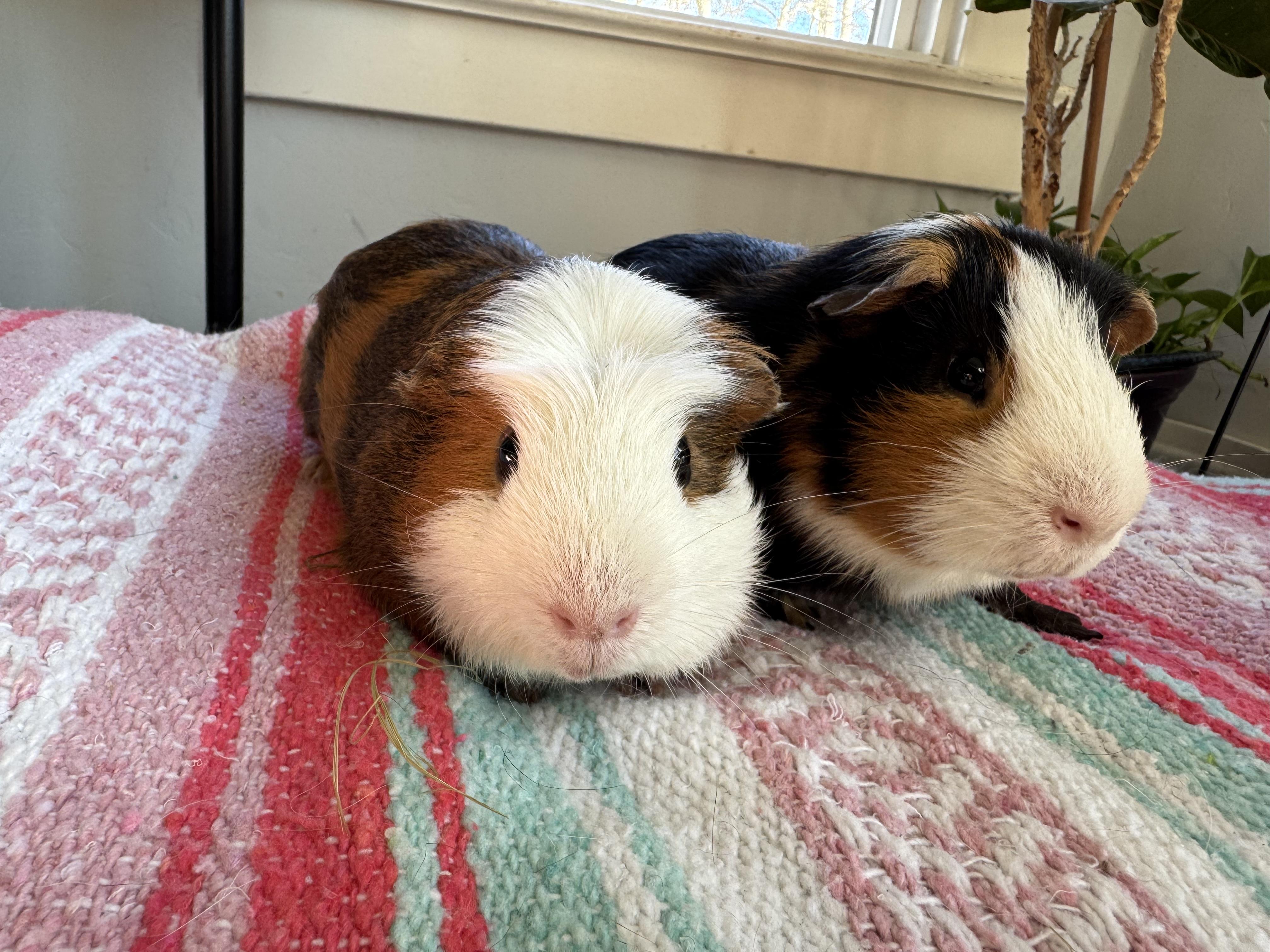 Enlarge Cody and Jack, a ADOPTABLE Guinea Pig in Walnut Grove, CA image 2/3
