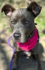 Enlarge Dante, a ADOPTABLE Pit Bull Terrier in Denton, TX image 4/4