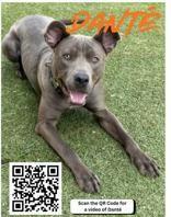 Enlarge Dante, a ADOPTABLE Pit Bull Terrier in Denton, TX image 1/4