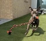 Enlarge Dante, a ADOPTABLE Pit Bull Terrier in Denton, TX image 3/4