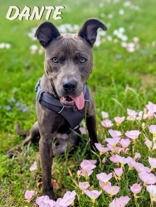 Enlarge Dante, a ADOPTABLE Pit Bull Terrier in Denton, TX image 2/4