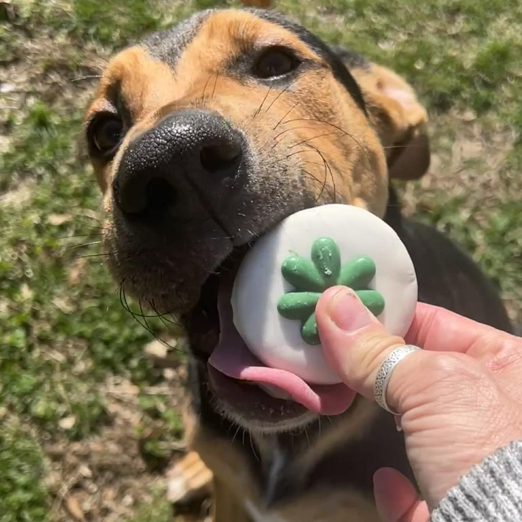Enlarge Chewy, a Adoptable mixed breed in Concord, NC image 1/6