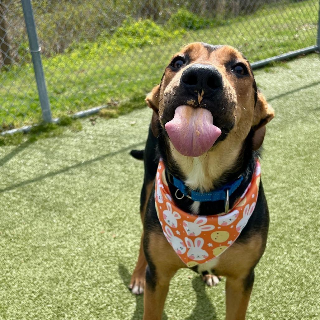 Enlarge Chewy, a Adoptable mixed breed in Concord, NC image 2/6