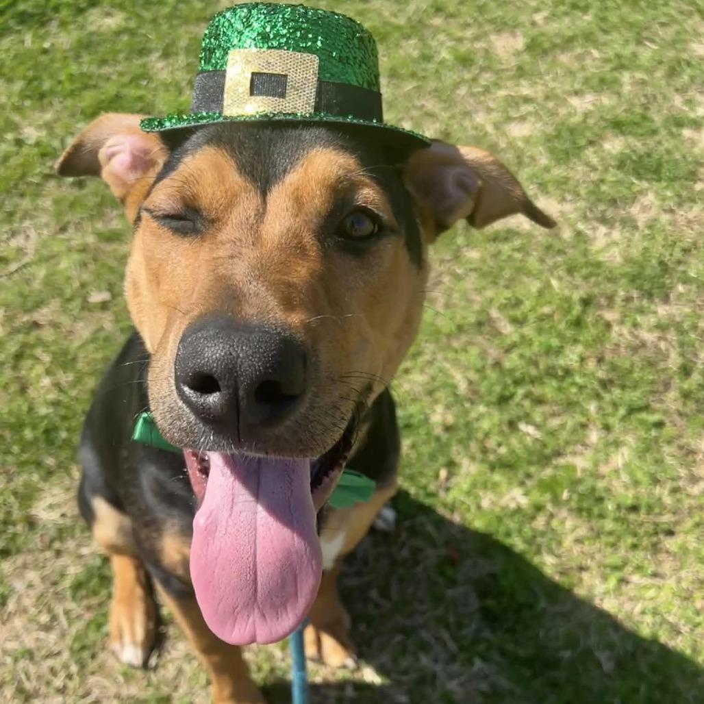 Enlarge Chewy, a Adoptable mixed breed in Concord, NC image 4/6