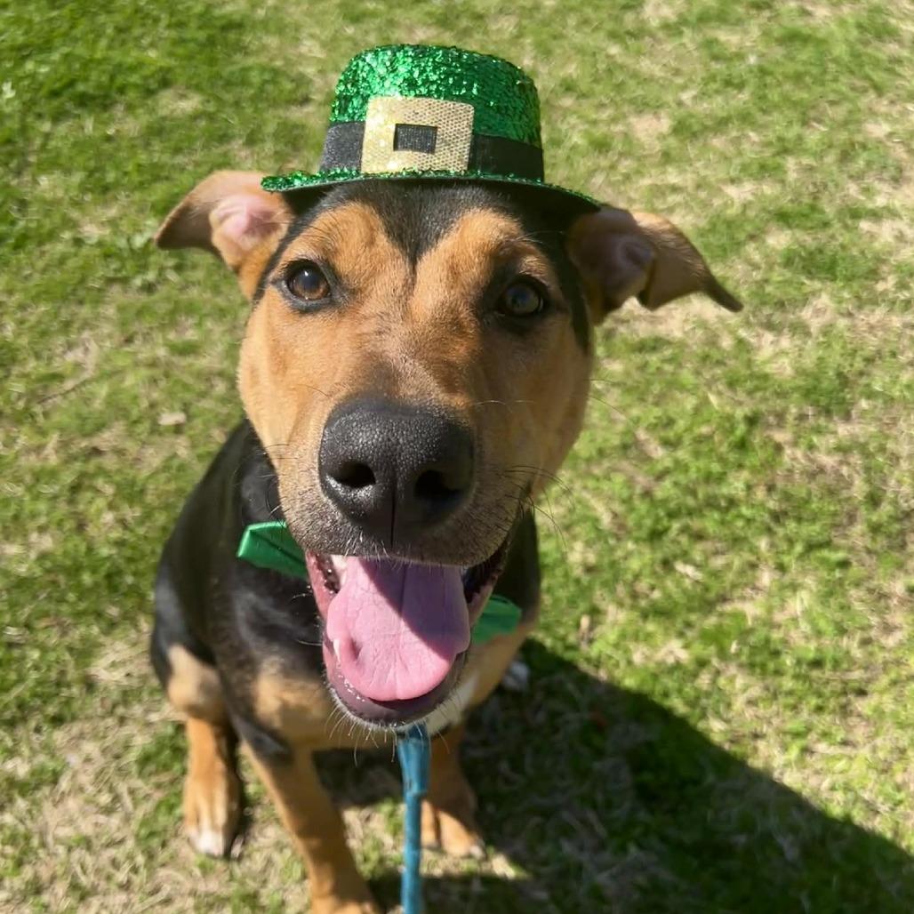 Enlarge Chewy, a Adoptable mixed breed in Concord, NC image 6/6