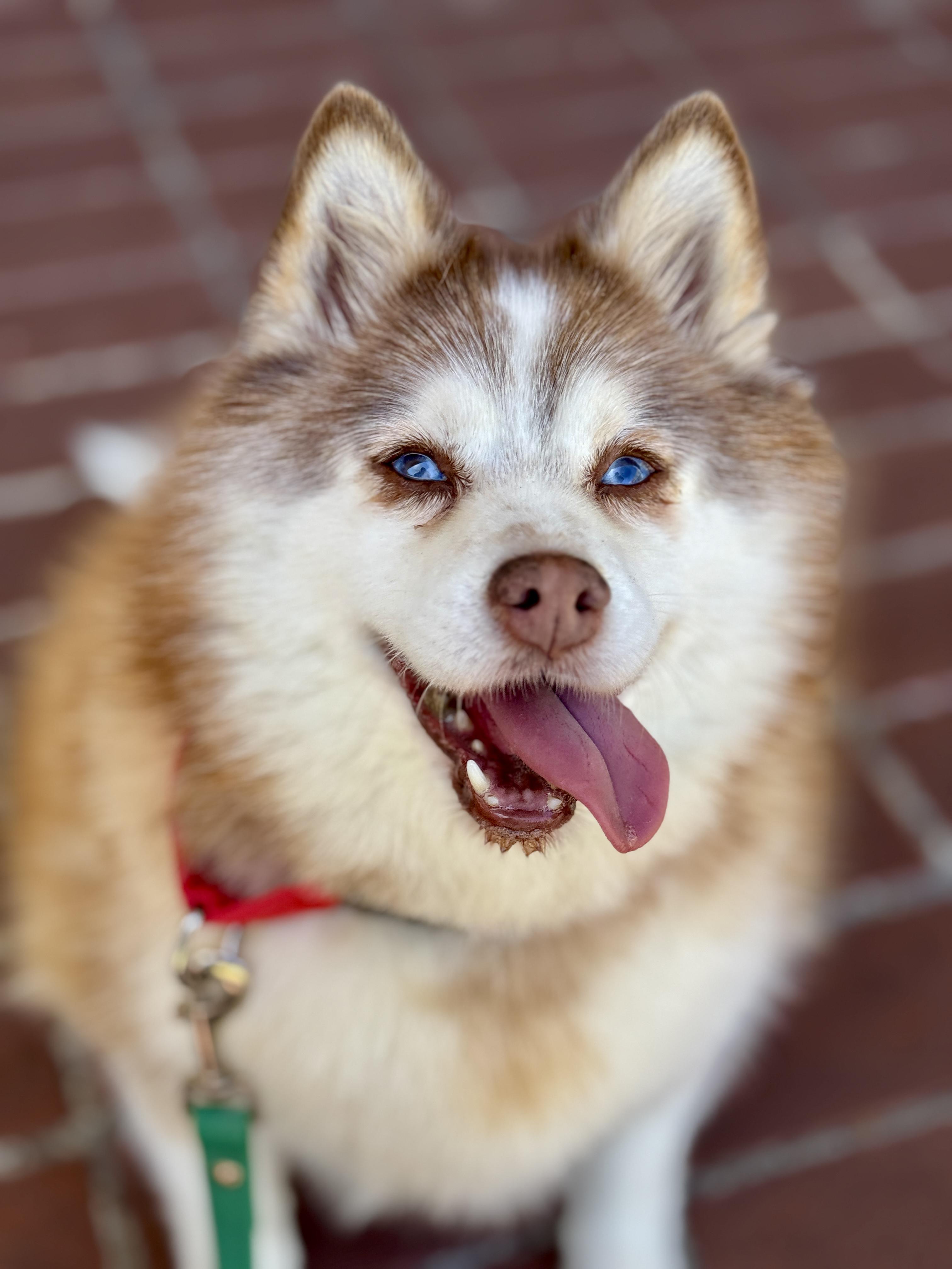 Enlarge FLUFFY, a ADOPTABLE mixed breed in San Francisco, CA image 1/1