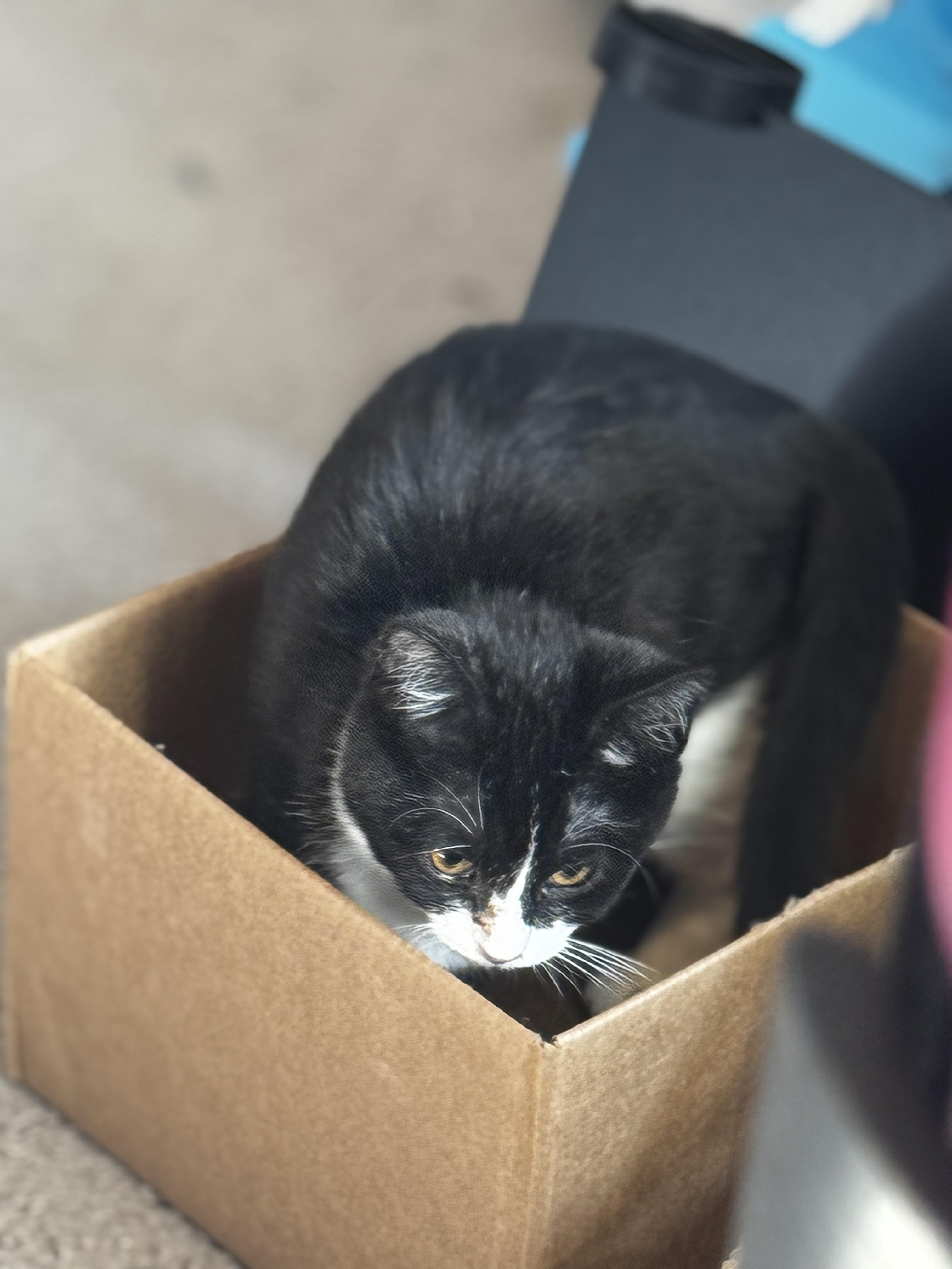 Enlarge Tippy, a Adoptable Domestic Short Hair in Muncie, IN image 3/4