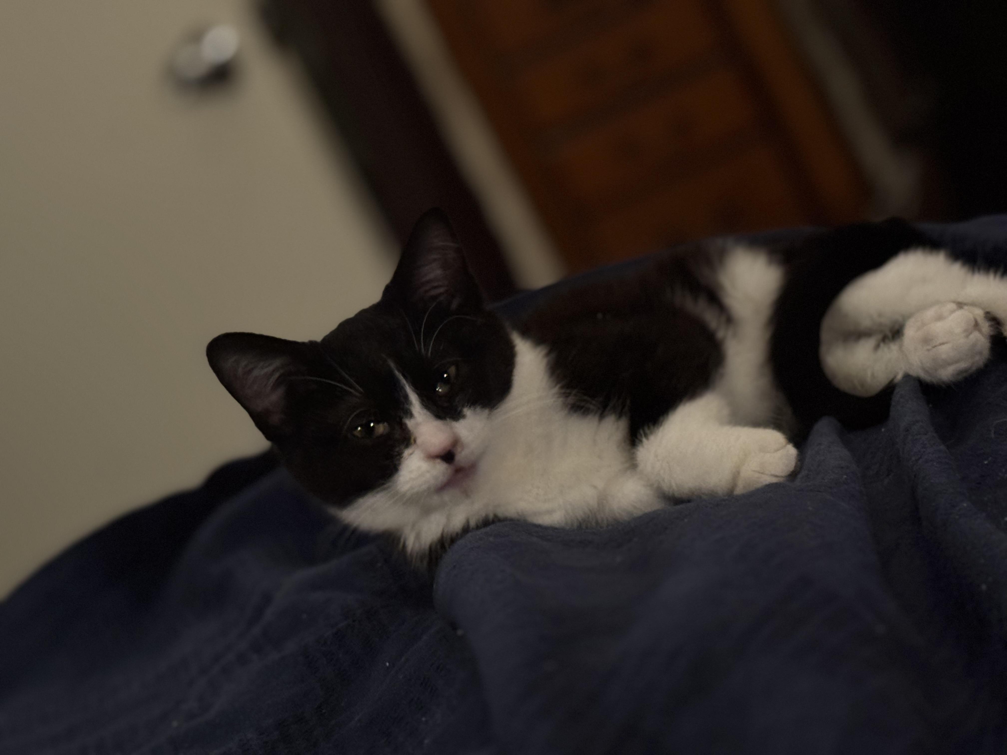 Tippy, Adoptable, Kitten Female Domestic Short Hair.