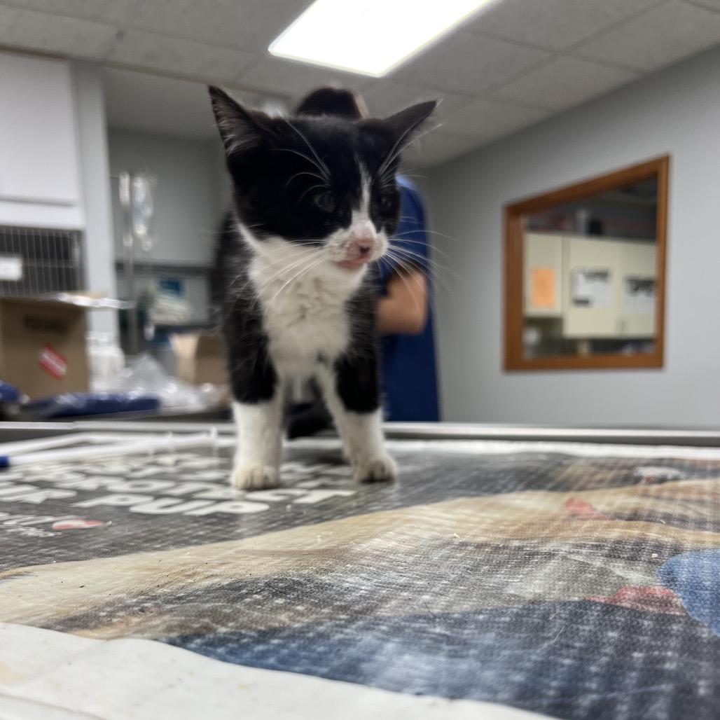 Enlarge Tippy, a Adoptable Domestic Short Hair in Yorktown, IN image 1/1