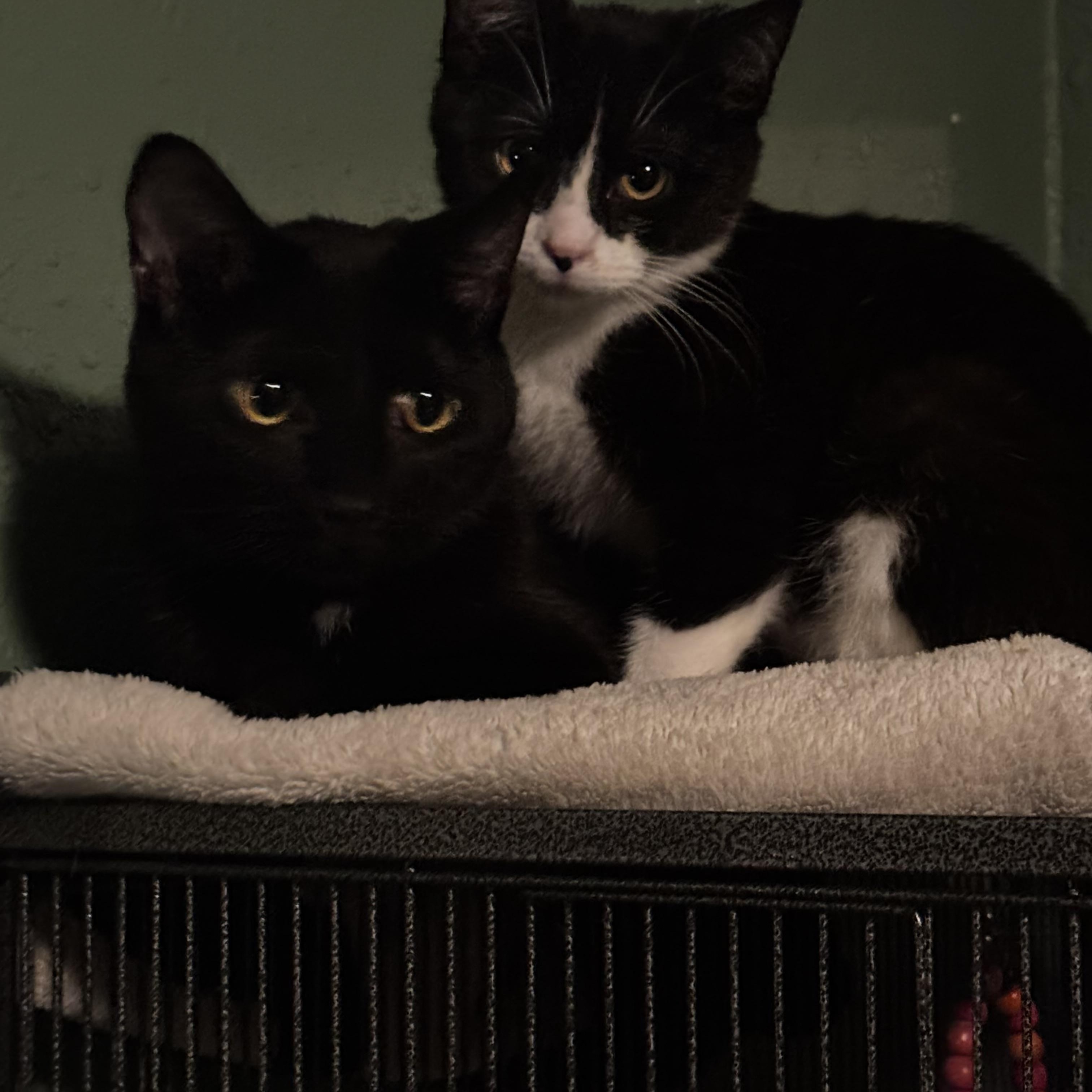 Enlarge Tippy, a Adoptable Domestic Short Hair in Muncie, IN image 2/4