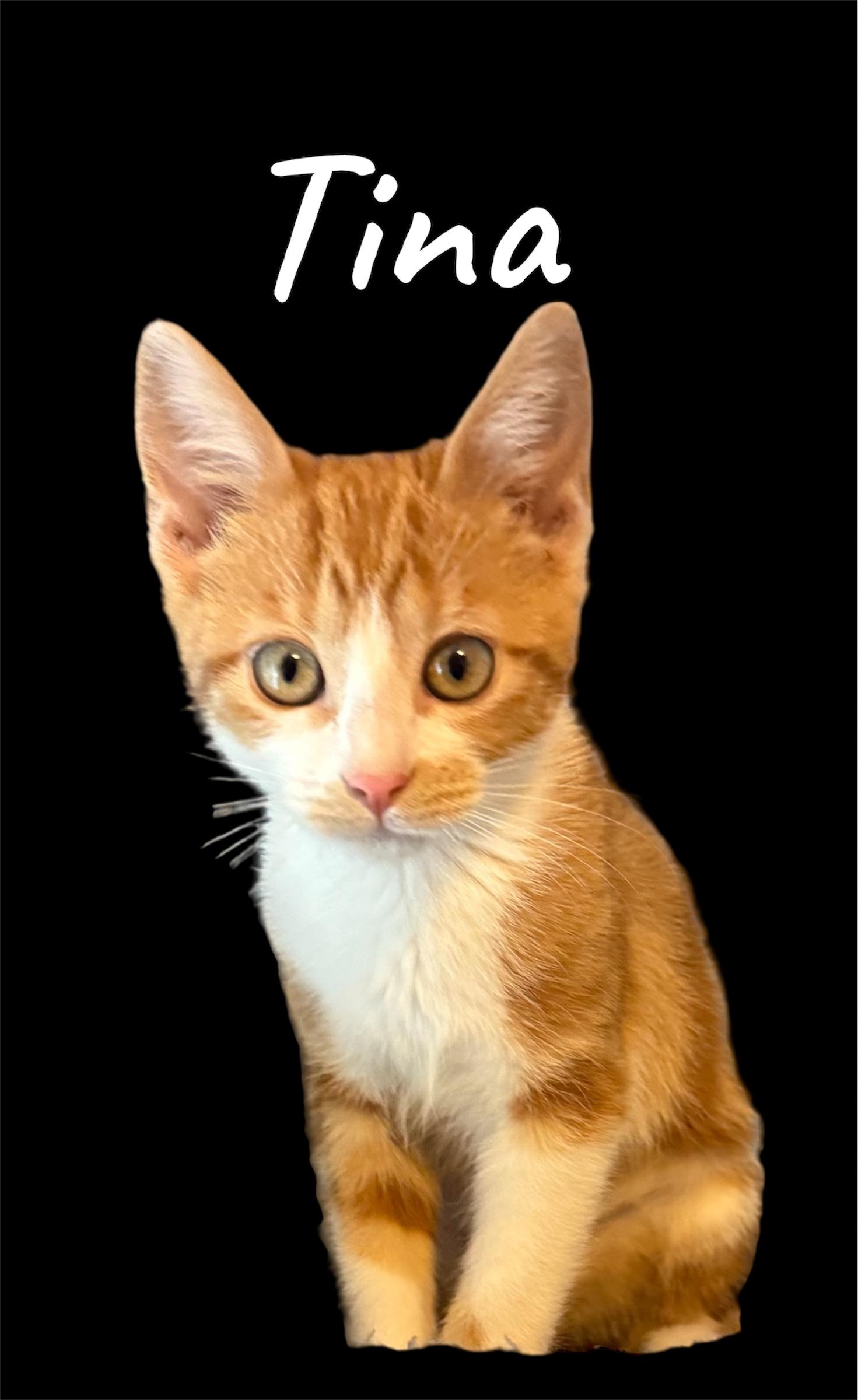 Tina, adopted, Kitten Female Domestic Short Hair.