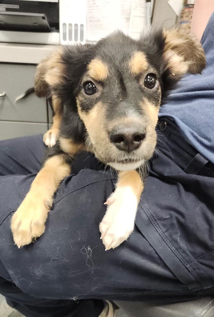 Enlarge Jay, a Adoptable mixed breed in Sapulpa, OK image 1/1