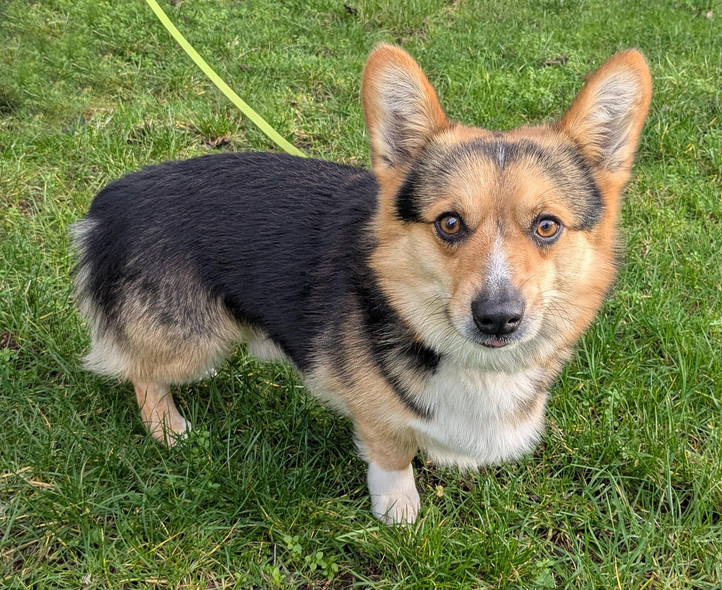 Enlarge Winston, an adoptable Corgi in Silvana, WA image 2/4