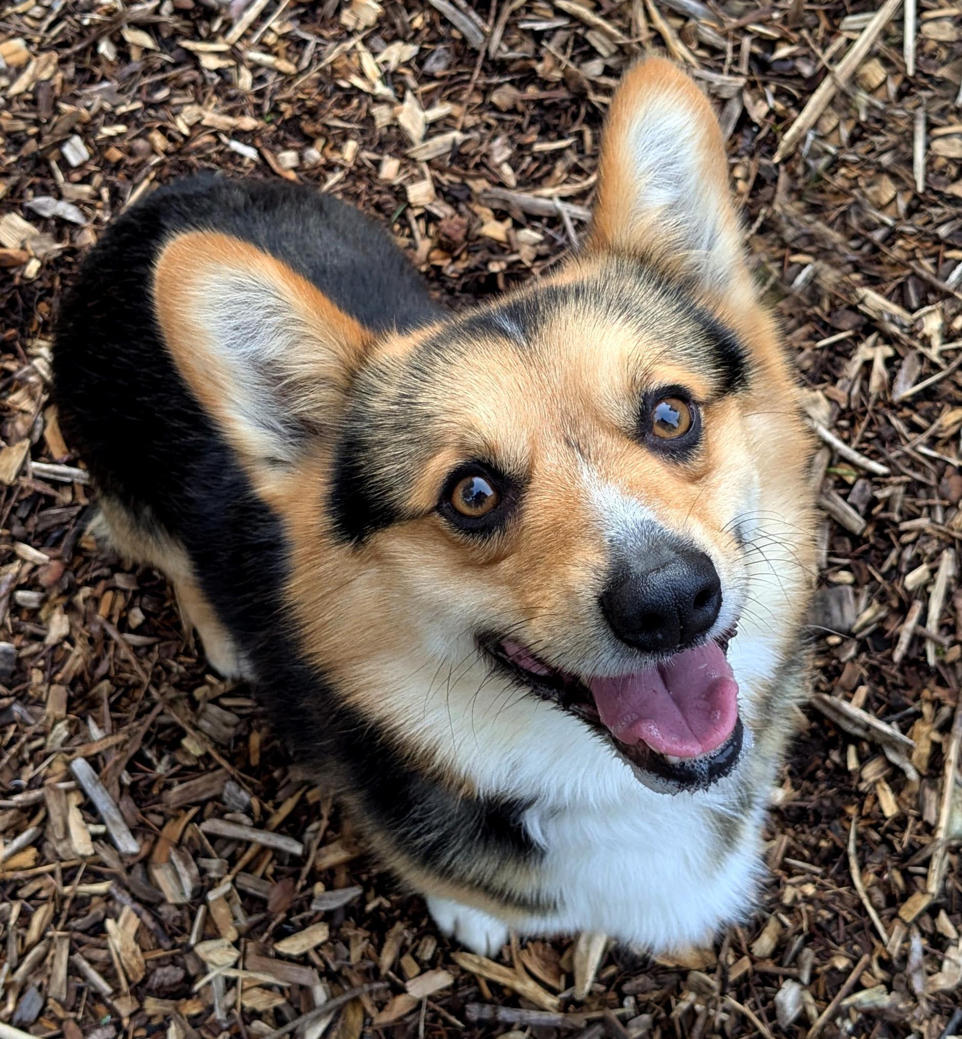 Enlarge Winston, an adoptable Corgi in Silvana, WA image 1/4