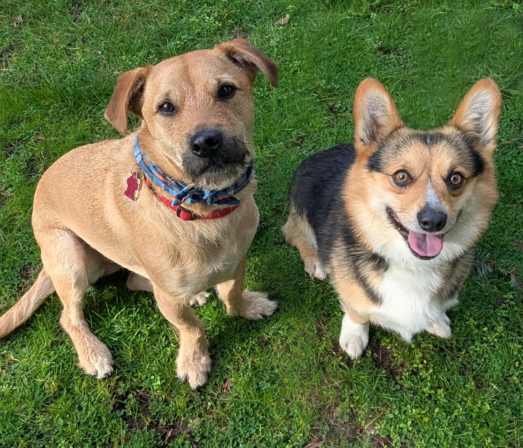Enlarge Winston, an adoptable Corgi in Silvana, WA image 3/4