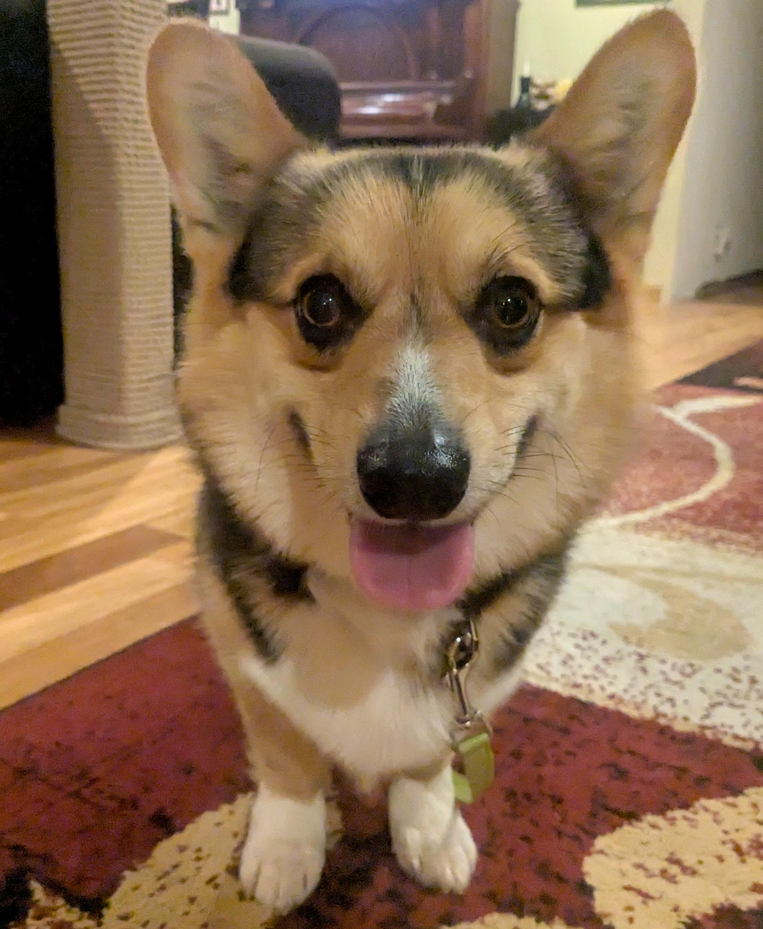 Enlarge Winston, an adoptable Corgi in Silvana, WA image 4/4