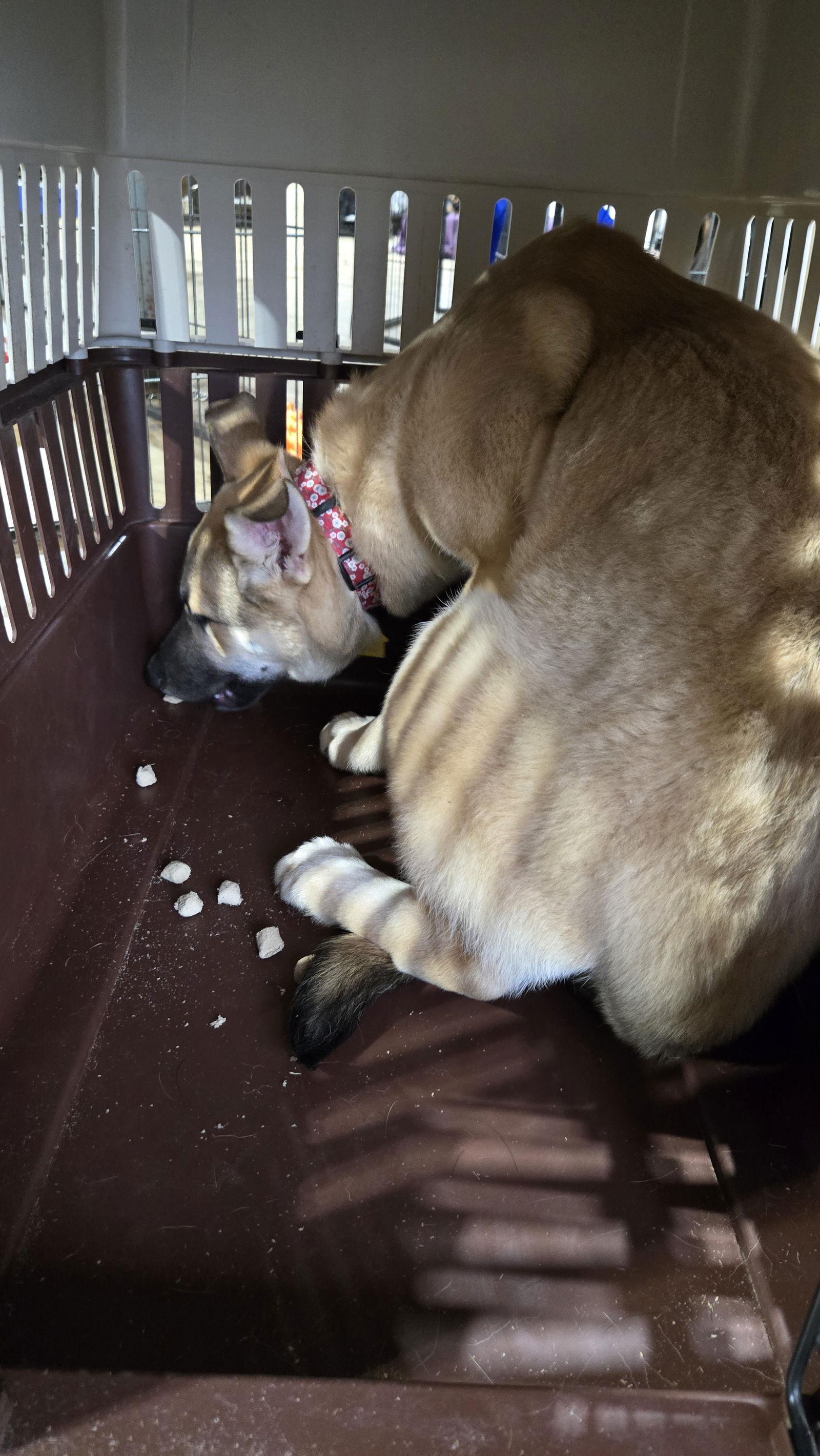 Janou 7279, Adoptable, Young Female German Shepherd Dog.