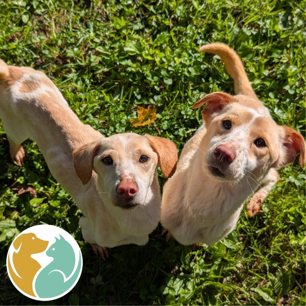 Louise (Right), Adoptable, Adult Female Cardigan Welsh Corgi & Yellow Labrador Retriever.
